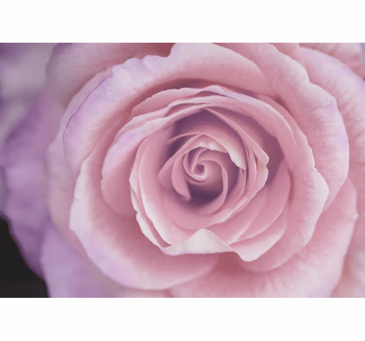 Fototapet blomster i rosa roseblomstring - Tenstickers