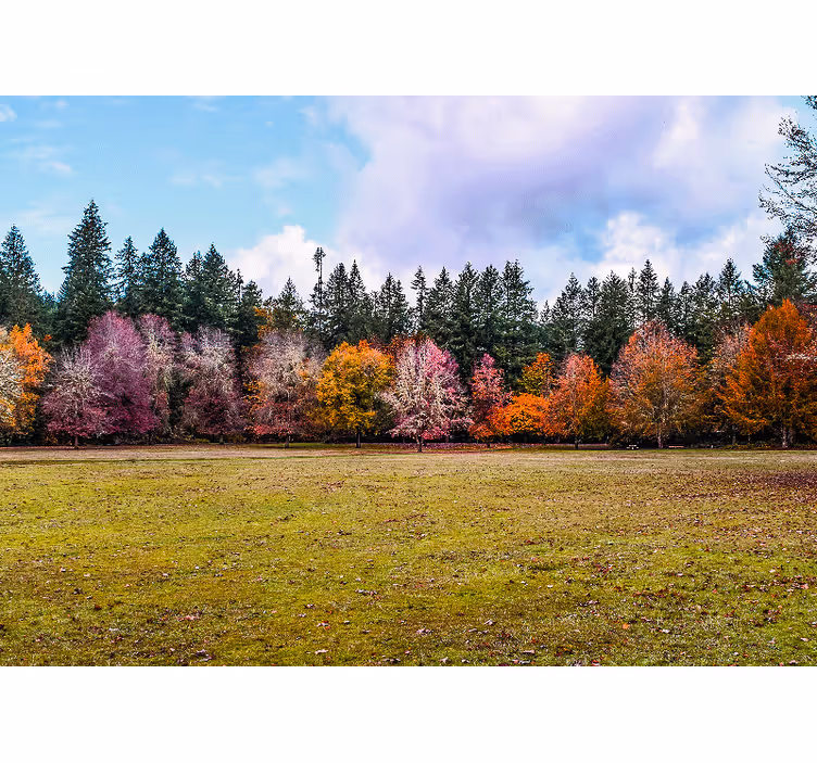 Fototapet natur fargerik høstskog - Tenstickers