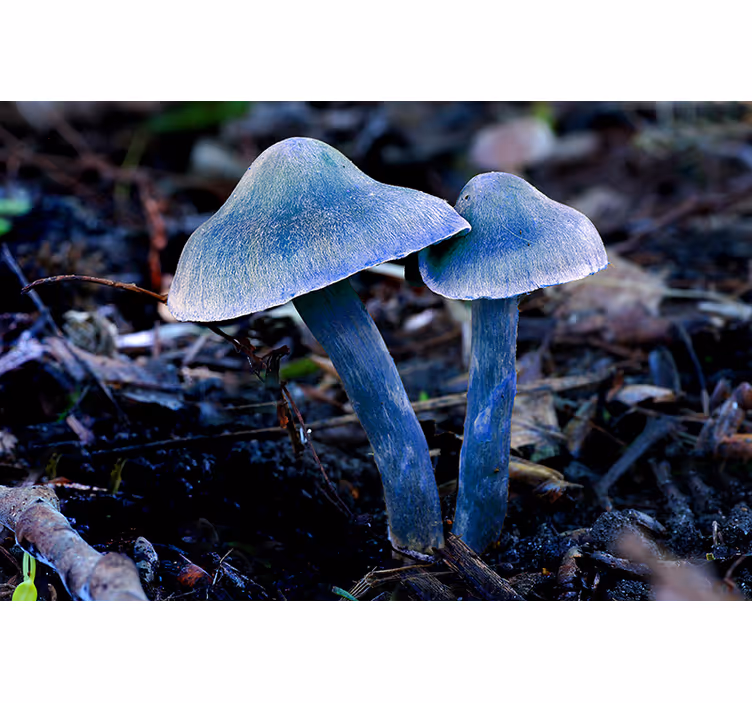 Blå sopp og blader fototapet natur - Tenstickers