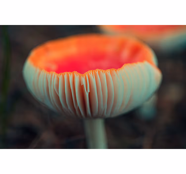 Fototapet valmue elegant valmueblomst - Tenstickers