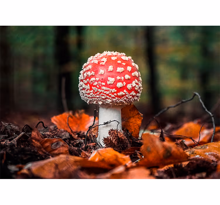 Fototapet natur rød fluesopp - Tenstickers