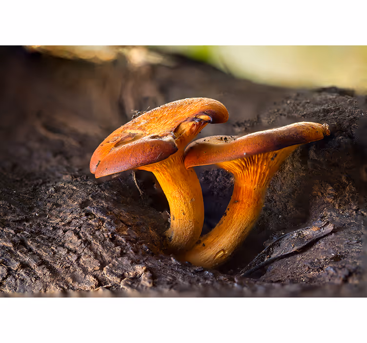 Fototapet skog soppnaturmotiv - Tenstickers