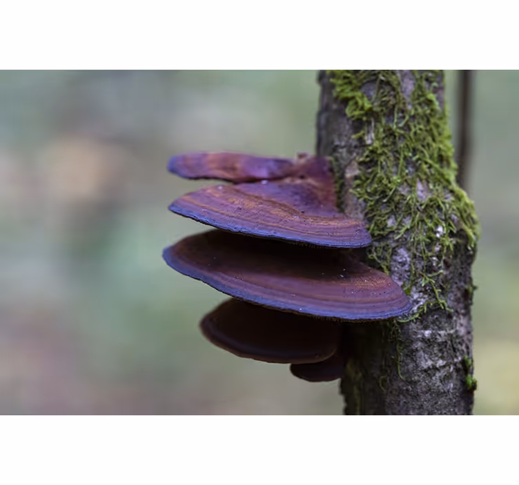 Fototapet natur soppvekst detalj - Tenstickers