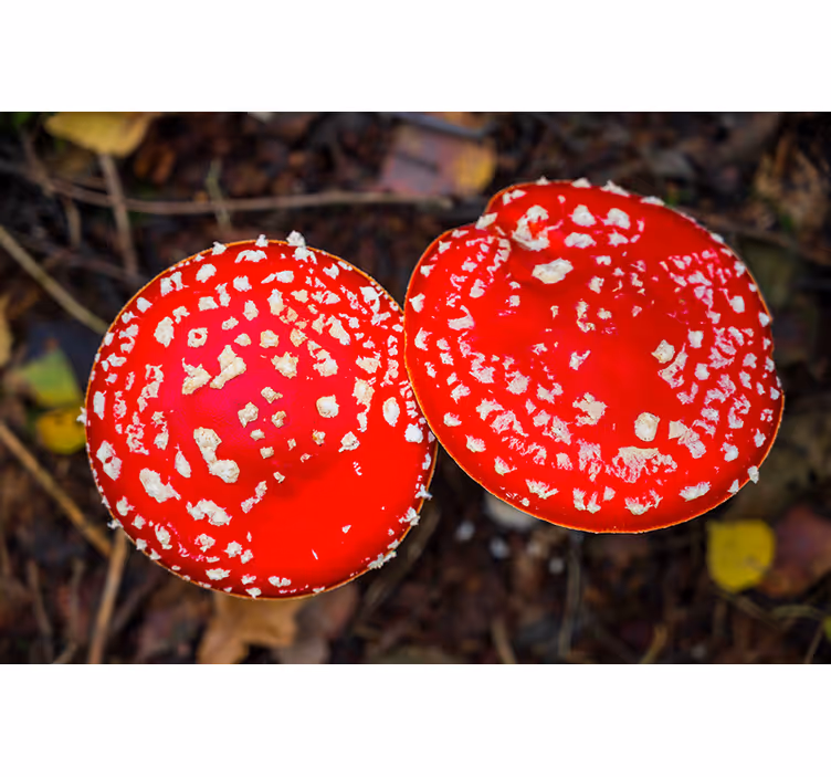 Fototapet natur røde sopphatter - Tenstickers
