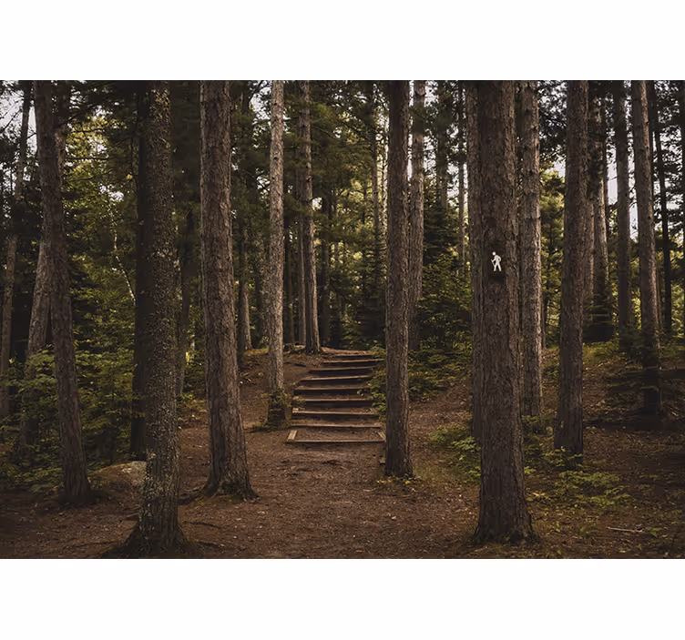 Fototapet skog skogsti ro - Tenstickers