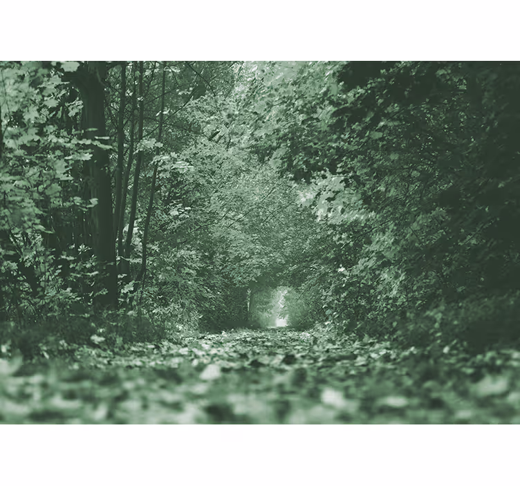 Fototapet skog frodig skogsti - Tenstickers