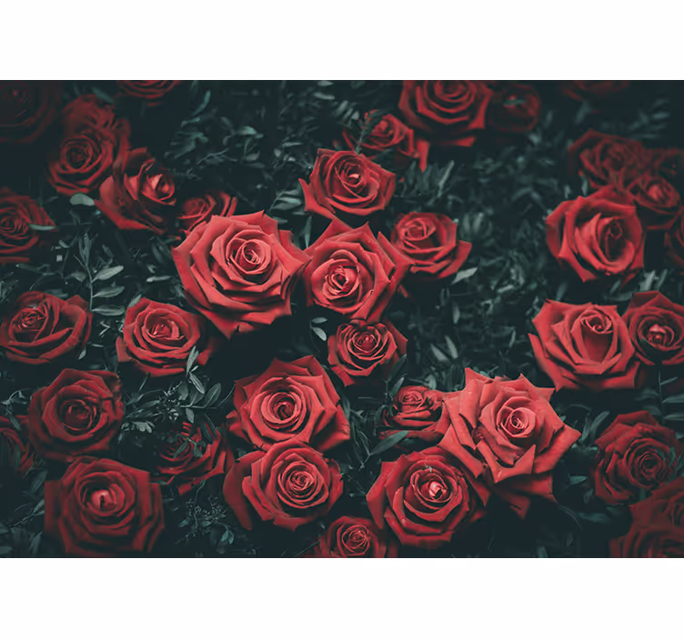 Fototapet blomster romantiske røde roser - Tenstickers