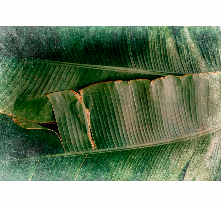Grønne bananblader mønster fototapet natur - Tenstickers
