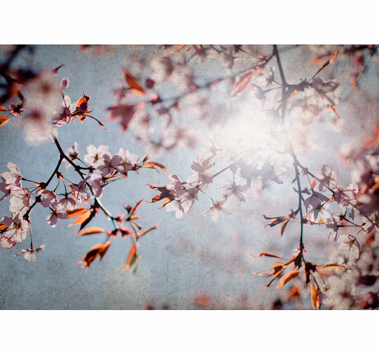 Fototapet blomster sakura greiner - Tenstickers