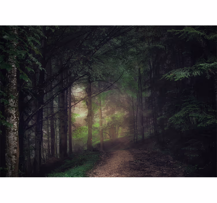 Gammel skog fototapet trær - Tenstickers