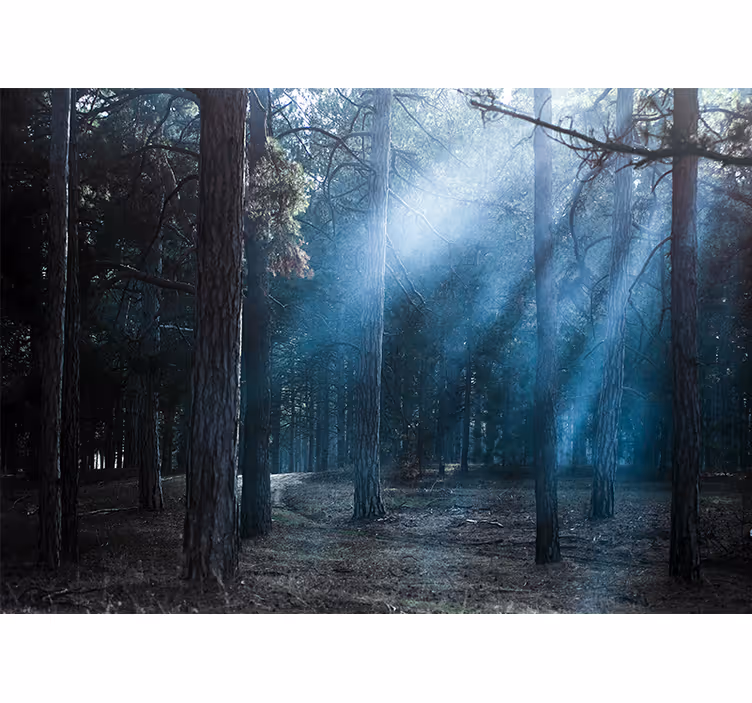 Tåkete tåkete vei fototapet skog - Tenstickers
