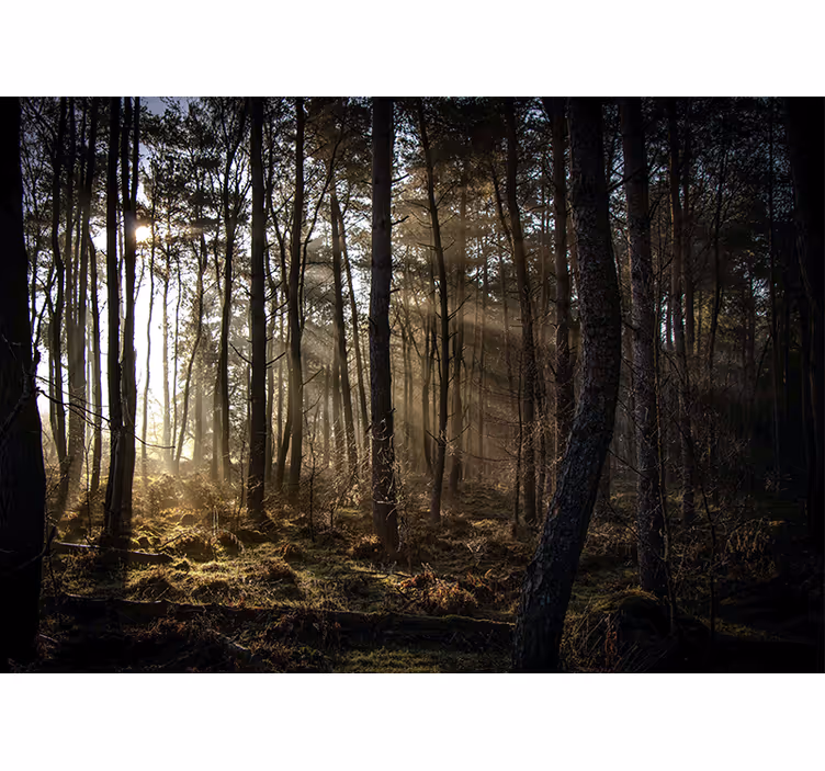 Fototapet skog solfylt skoglys - Tenstickers