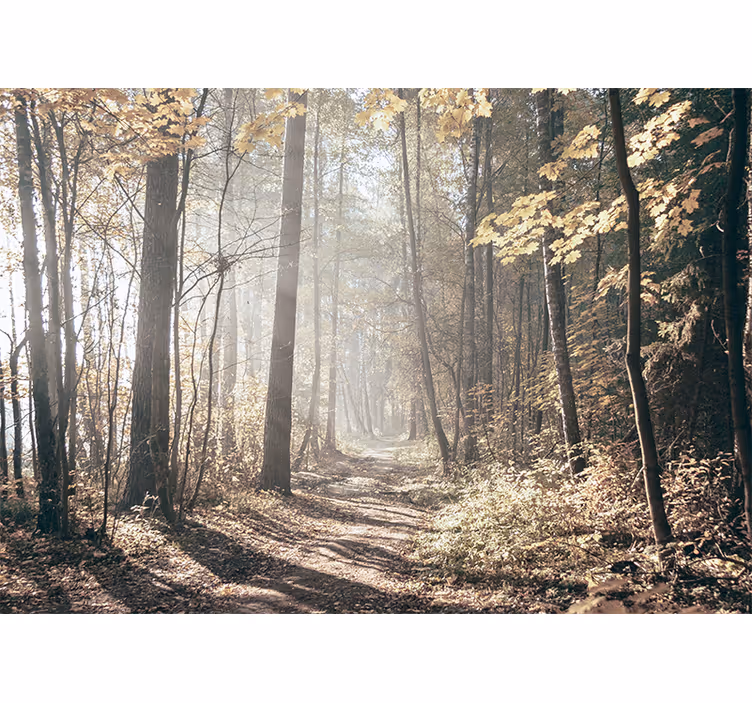 Fototapet skog roende høststi - Tenstickers