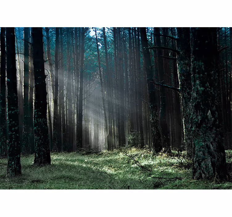 Fototapet skog strålende skogsti - Tenstickers