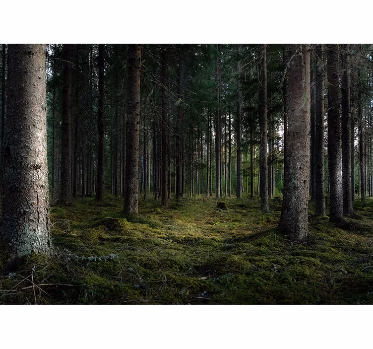 Rolig landskap fototapet skog - Tenstickers