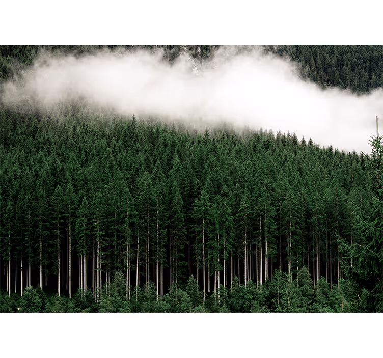 Fototapet natur majestetisk skoglandskap - Tenstickers