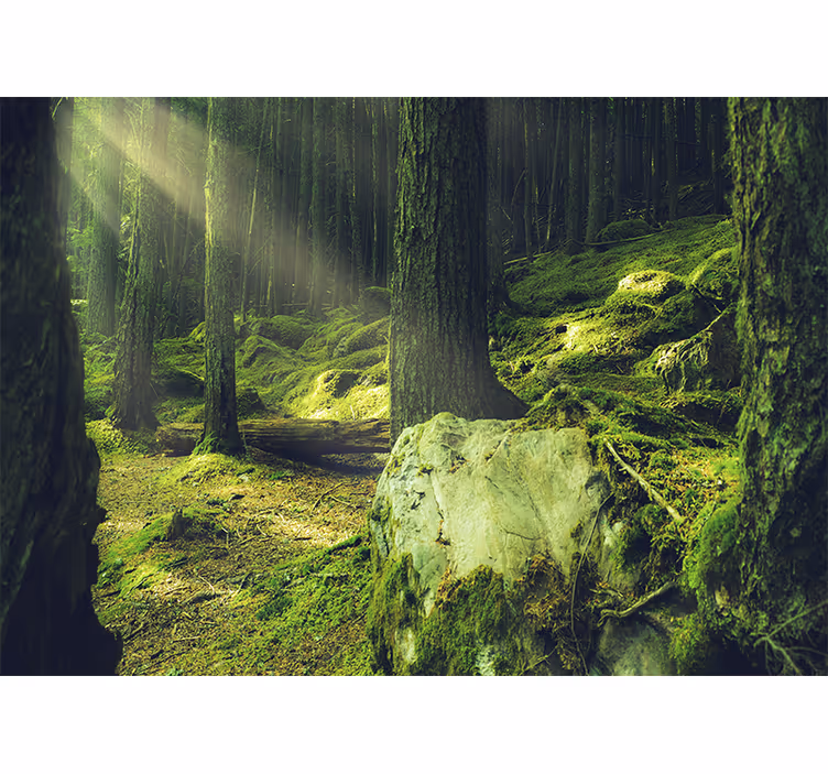 Steiner med mose i skogen fototapet natur - Tenstickers