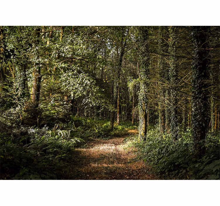 Løv sti i skogen fototapet natur - Tenstickers