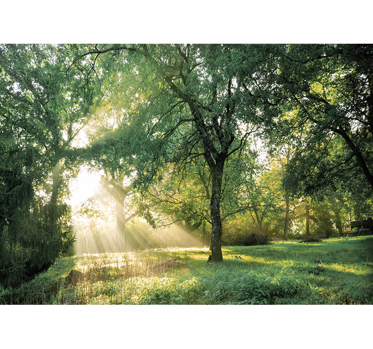 Fototapet natur rolig solfylt skog - Tenstickers