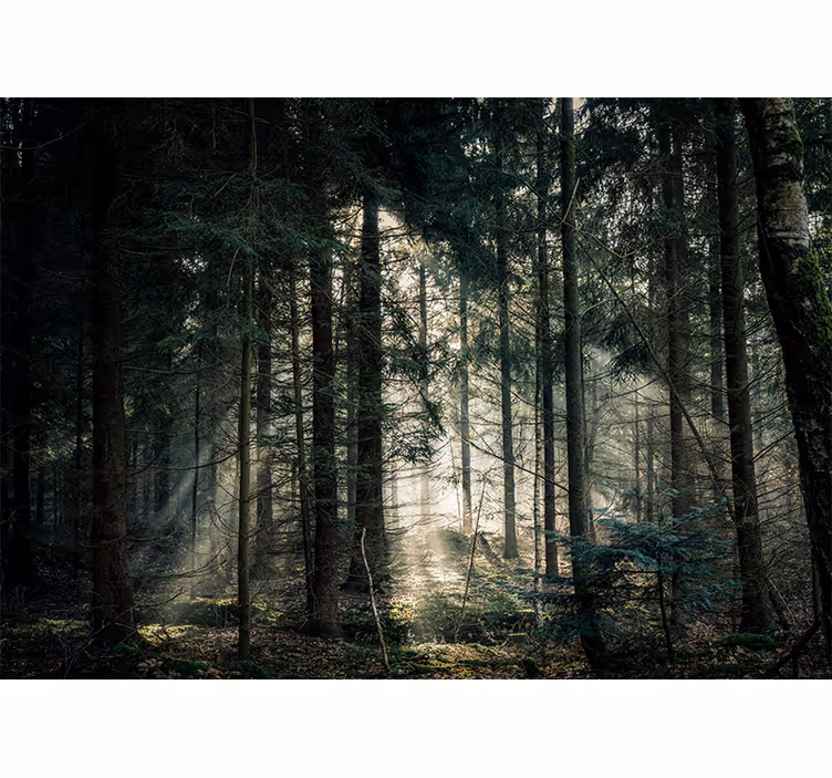 Fototapet natur rolig skogutsikt - Tenstickers