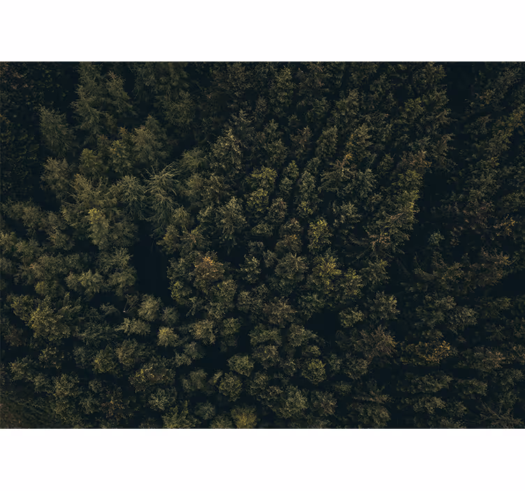 Fototapet natur frodig grønnkledt kanopi - Tenstickers