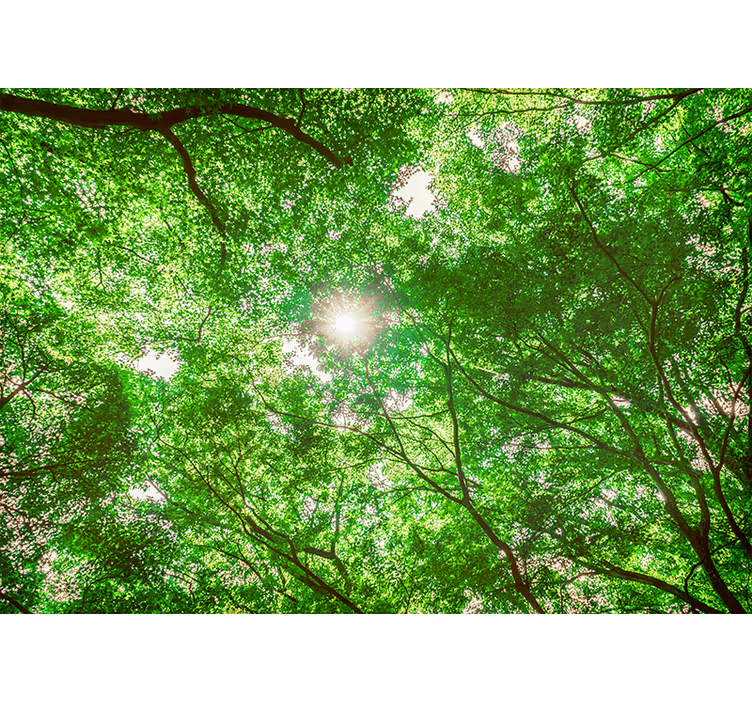 Fototapet natur canopy tree view - Tenstickers