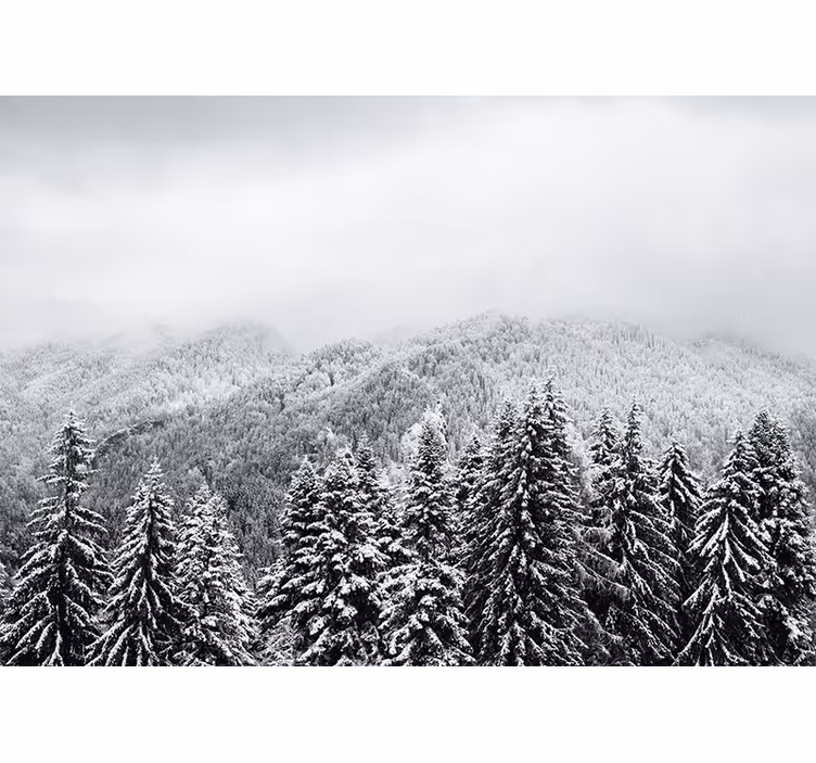 Fototapet natur vinterlig skoglandskap - Tenstickers