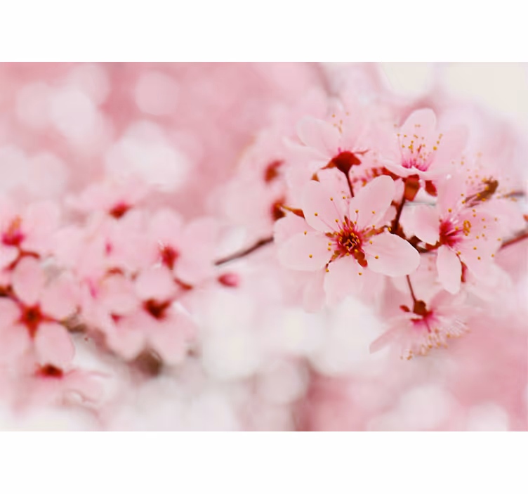 Fototapet blomster kirsebærblomster blomstrer - Tenstickers