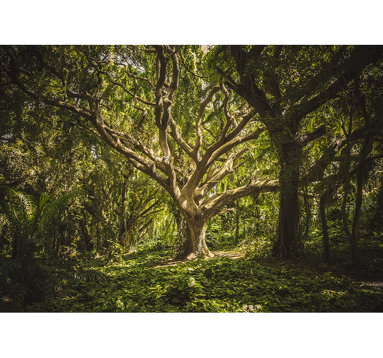 Fototapet skog majestetisk trekroner - Tenstickers