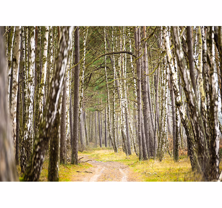 Fototapet skog fredelig skogsvei - Tenstickers