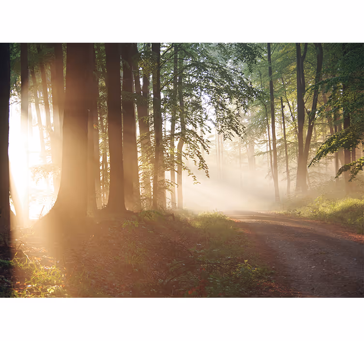 Sti i skogen med solstråle fototapet natur - Tenstickers