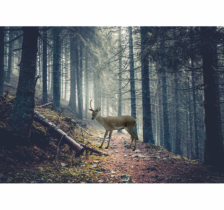 Sti i skogen med en hjort fototapet natur - Tenstickers