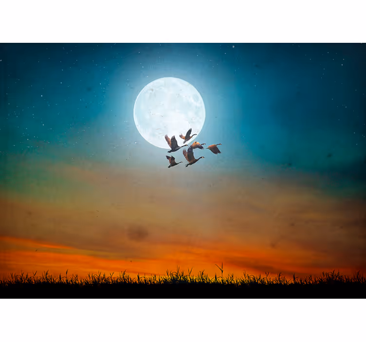 Fototapet natur måneskinnshimmel flock - Tenstickers