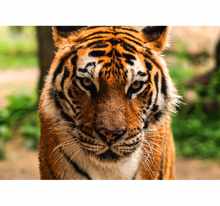 Truende tiger ser fremover fototapet dyr - Tenstickers