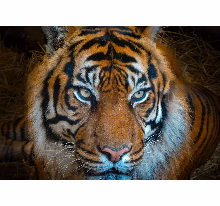 Fototapet dyr regal tiger illustrasjon - Tenstickers