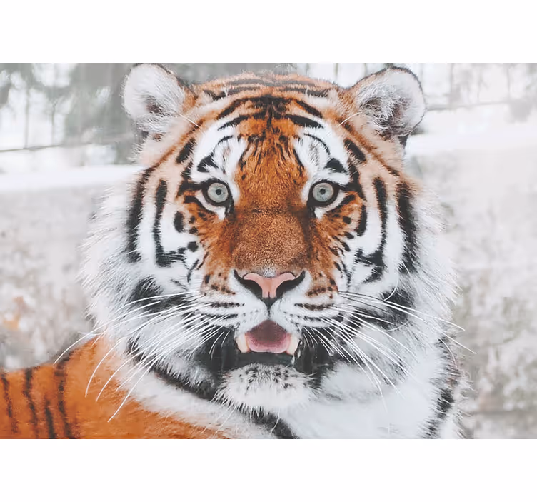 Fototapet dyr regal tiger representasjon - Tenstickers