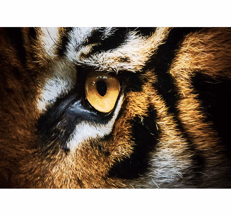 Ansiktet til en stor tiger fototapet dyr - Tenstickers