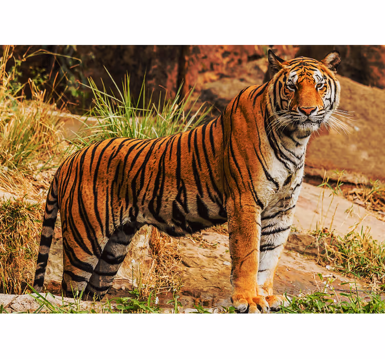 Fototapet dyr majestetisk tiger nærvær - Tenstickers