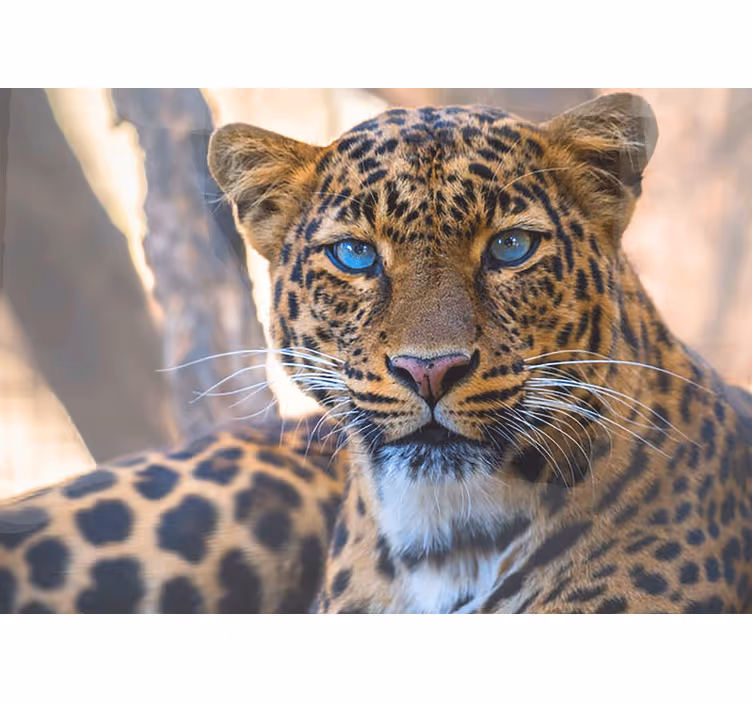 Fototapet dyr leopardportrett nærbilde - Tenstickers