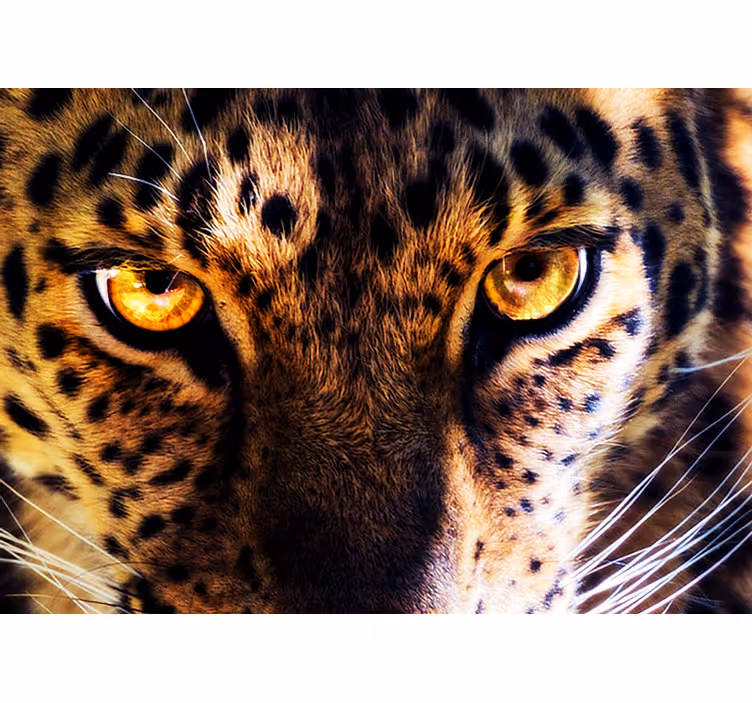 Fototapet løve majestetisk leopardblikk - Tenstickers