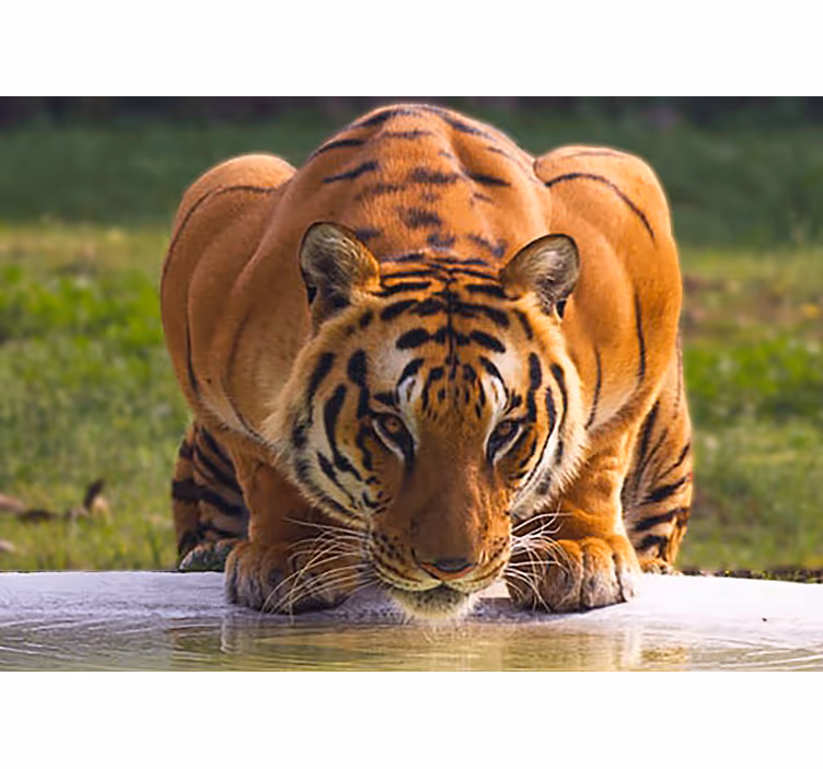 Fototapet dyr regal tigerposisjon - Tenstickers