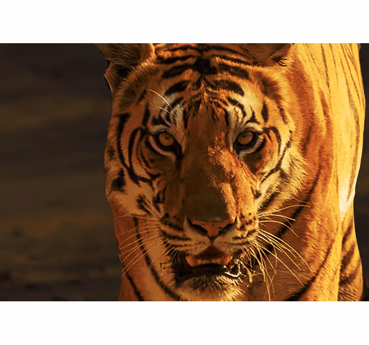 Fototapet løve majestetisk tigerblikk - Tenstickers