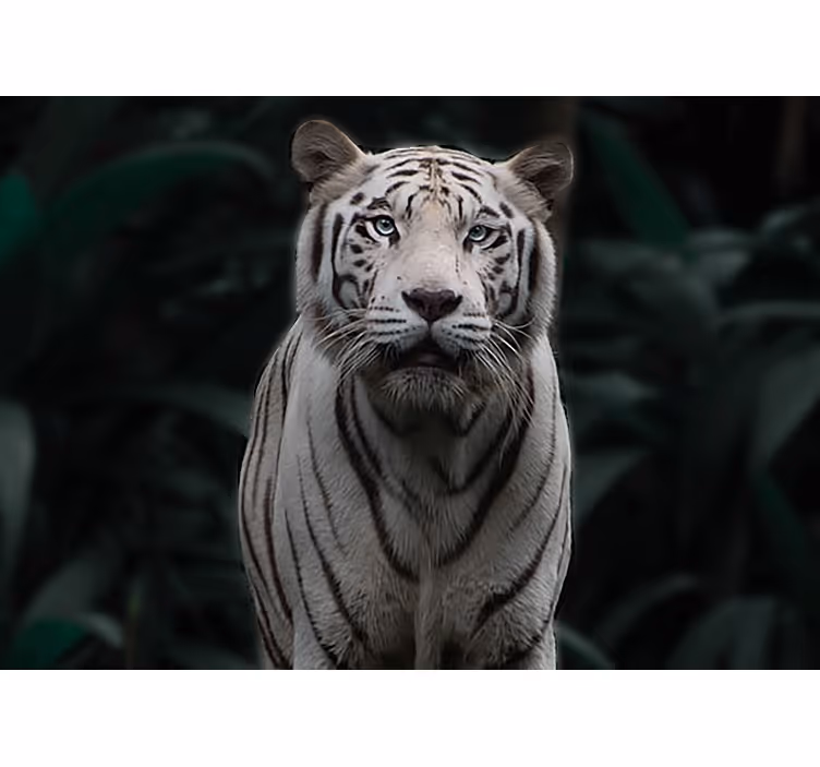 Truende hvit tiger fototapet dyr - Tenstickers
