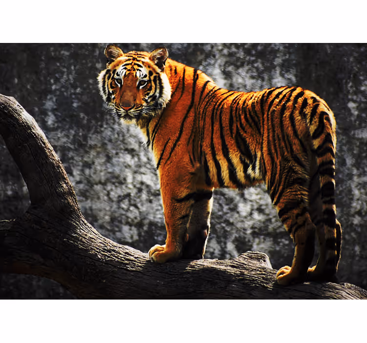 Tiger med foss bak fototapet dyr - Tenstickers