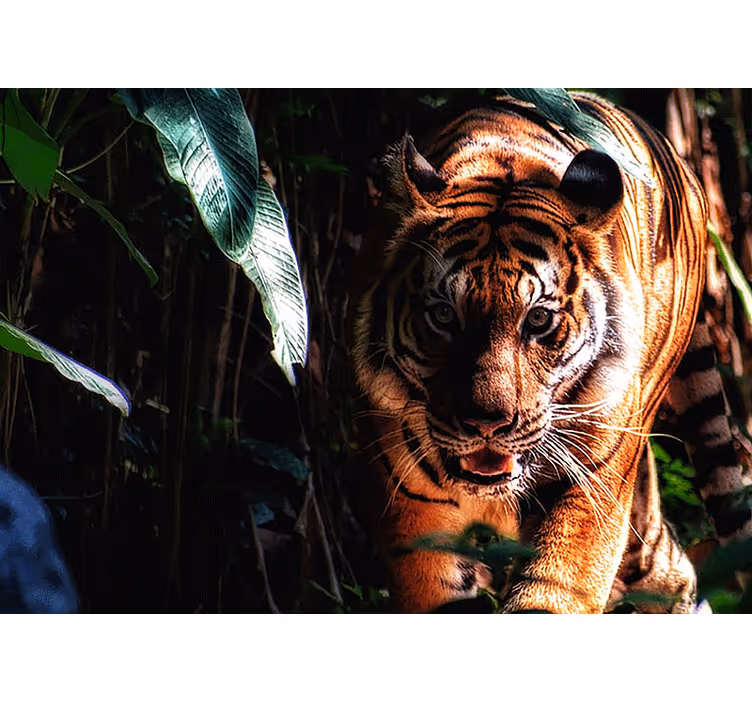 Gående tiger i jungelen fototapet dyr - Tenstickers