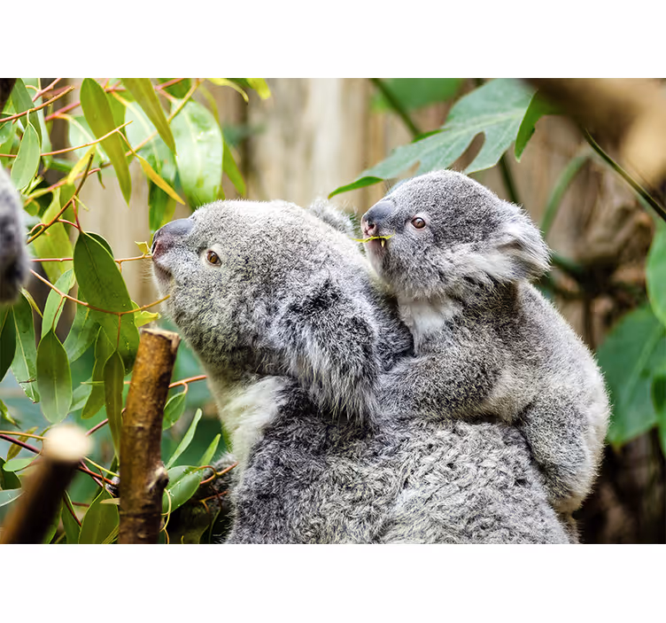 Fototapet dyr koalaer på tre - Tenstickers