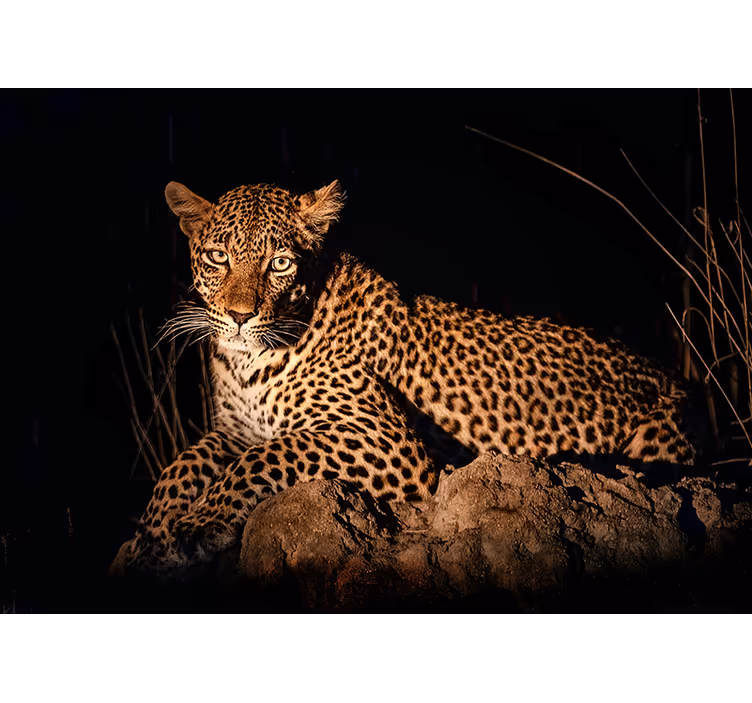 Leopard i søkelyset fototapet dyr - Tenstickers