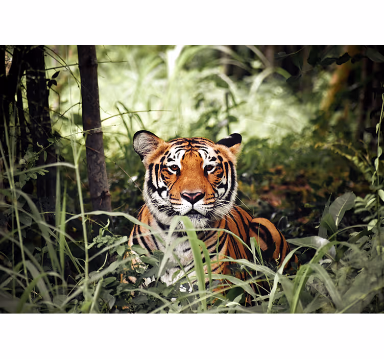 Fototapet dyr regal tiger opplevelse - Tenstickers