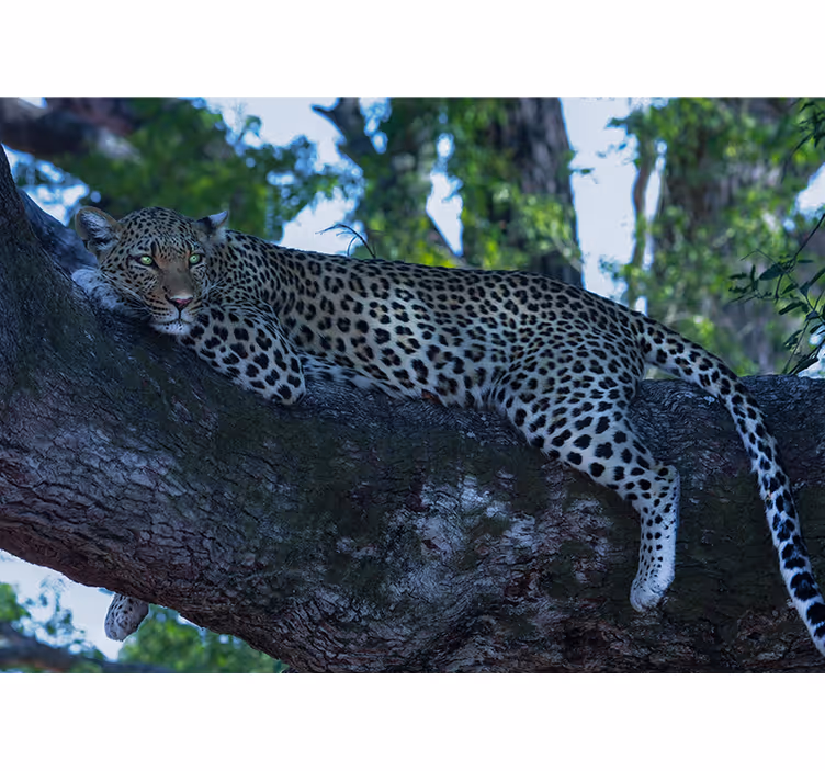 Leopard som ligger i et mørkt tre fototapet dyr - Tenstickers
