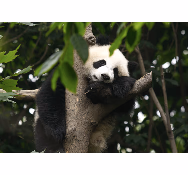 Fototapet dyr panda som hviler i tre - Tenstickers